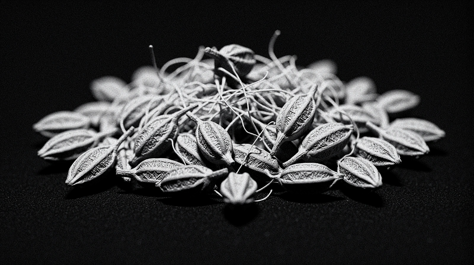 botanical seeds macro